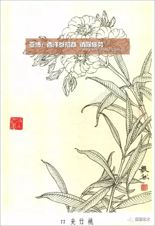 亚博:西洋参招商 消除疲劳(图1) 亚博