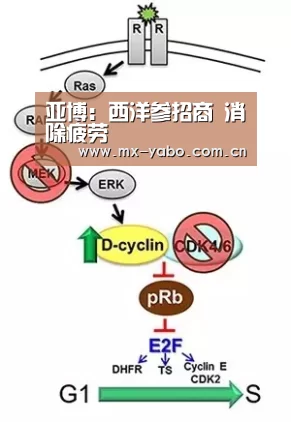 亚博:西洋参招商 消除疲劳(图3) 亚博娱乐